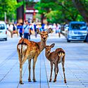 奈良公園の鹿～千年の歴史、なぜいる？接し方は？種類など豆知識をご紹介！