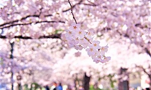 お花見の由来とは？全国の桜の名所とおおよその開花時期をご紹介！