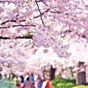 お花見の由来とは？全国の桜の名所とおおよその開花時期をご紹介！