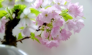 桜盆栽の種類と特徴・育て方