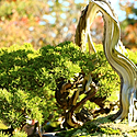日本の松盆栽～種類と生産地・高松～