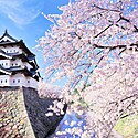【弘前城】歴史や季節の見どころ、観光情報を徹底解説！