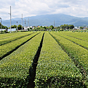 日本茶の主要産地と各地のお茶