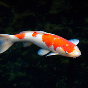 Colored carp
