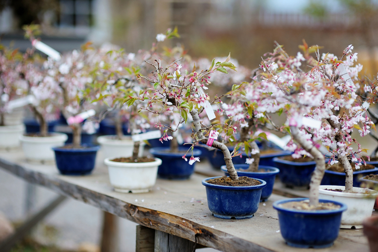 桜盆栽の種類と特徴 育て方 ワゴコロ