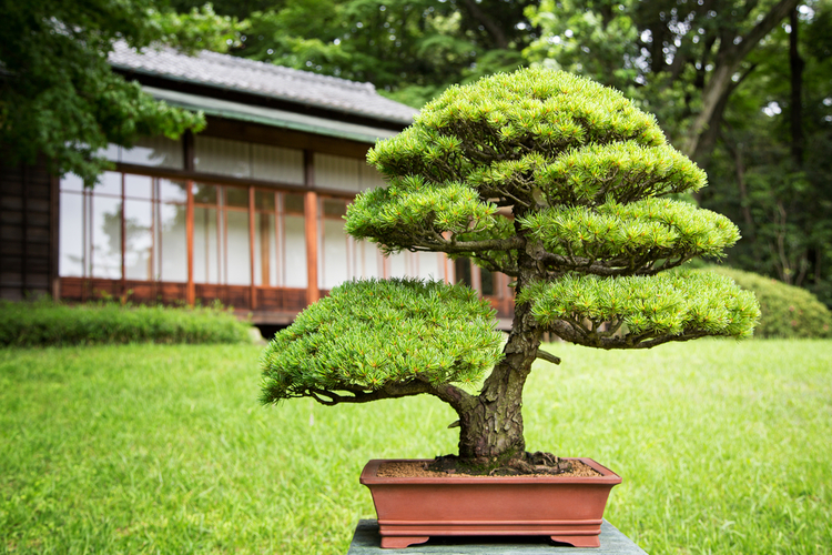 日本の松盆栽 種類と生産地 高松 ワゴコロ